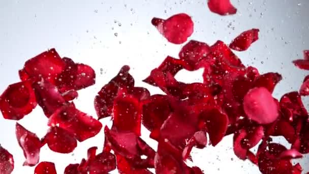 Супер Повільний Рух Справжніх Пелюсток Червоної Троянди Вибух Води Світлому — стокове відео