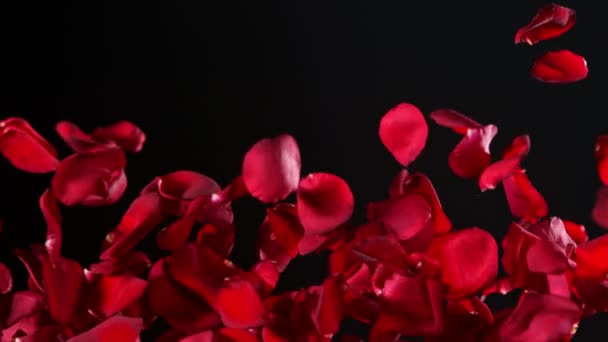 Super Wolne Ujęcie Prawdziwej Eksplozji Czerwonych Płatków Róż Czarnym Tle — Wideo stockowe