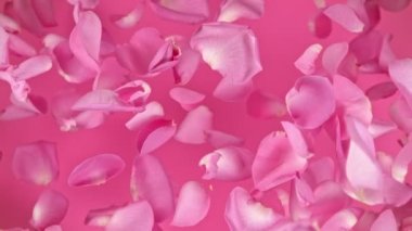 Pembe arka planda 1000 fps hızla uçan pembe gül yapraklarının süper yavaş çekim görüntüsü. 4K 'da yüksek hızlı sinema kamerası ile çekildi...