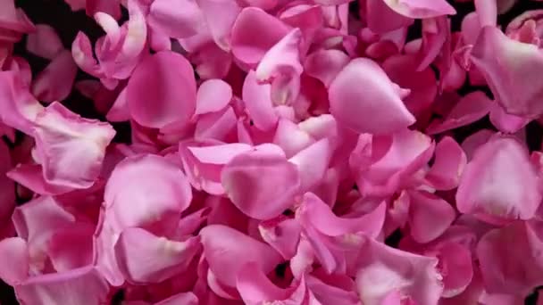 Сверхмедленный Снимок Летящих Розовых Лепестков Роз Сторону Камеры Черном Фоне — стоковое видео