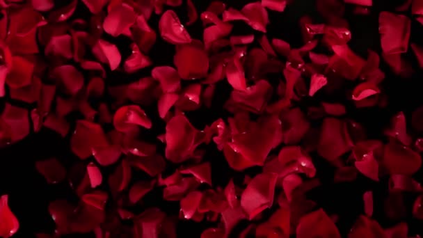 Super Slow Motion Shot Flying Red Rose Petals Camera Isolated — Stock Video