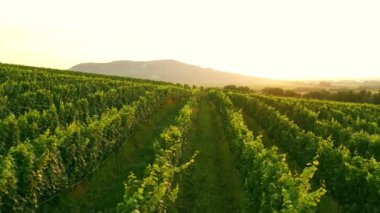 Sunny Wineyard 'ın Gündoğumunda Hava Aracı Çekimi.