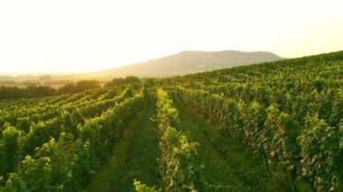 Sunny Wineyard 'ın Gündoğumunda Hava Aracı Çekimi.
