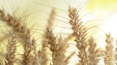 Sallanan Taze Olgun Çavdar 'ın Süper Yavaş Çekimi, 1000 fp. Yüksek hızlı sinema kamerasıyla çekildi, 4K.