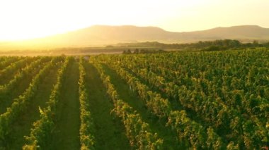 Sunny Wineyard 'ın Gündoğumunda Hava Aracı Çekimi.
