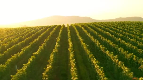 Aerial Drone Shot Sunny Wineyard Sunrise — Stock Video