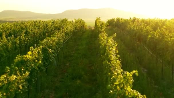 Vue Aérienne D'un Drone Du Vignoble Ensoleillé Au Lever Du Soleil.