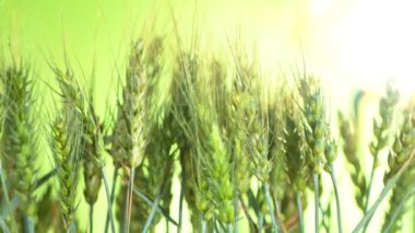 Süper Yavaş Hareketli Taze Yeşil Gevrek Çekimi, 1000 fps 'de. Yüksek hızlı sinema kamerasıyla çekildi, 4K.