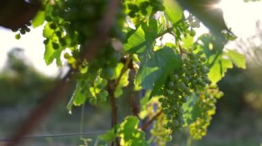 Yavaş Hareketli Olgun Beyaz Üzümlü Gimbal shot. Gündoğumunda, İtalyan Üzümbağında çekilmiş..