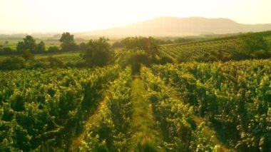 Sunny Wineyard 'ın Gündoğumunda Hava Aracı Çekimi.