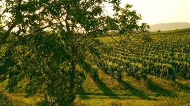 Sunny Wineyard 'ın Gündoğumunda Hava Aracı Çekimi.