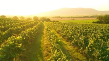 Sunny Wineyard 'ın Gündoğumunda Hava Aracı Çekimi.