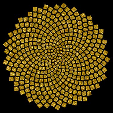 ayçiçeği tohumu - altın oran - altın spiral - fibonacci sarmal,