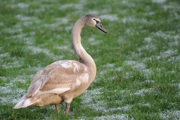 Joung swan on green snowy grass field — Stock Photo, Image