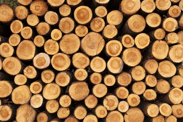 Uma pilha de troncos de árvores cortadas dando uma bela vista dos anéis — Fotografia de Stock