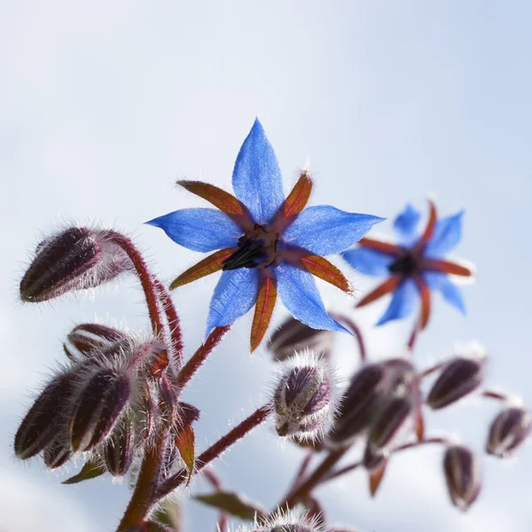 Savory Hortensis (Satureja hortensis, Harige Hortensis) — Stock Photo, Image