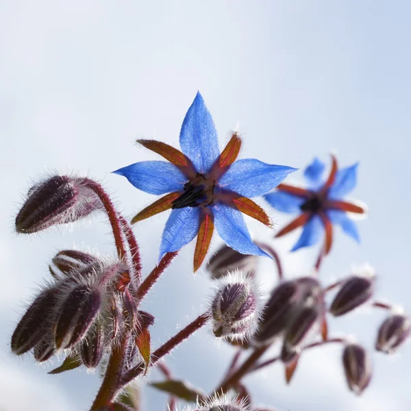 Savory Hortensis (Satfja hortensis, Harige Hortensis) ) — стоковое фото