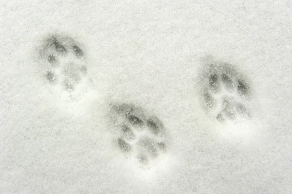 雪の中で動物の足跡 — ストック写真