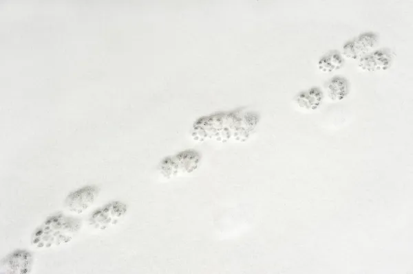 Dierlijke voetafdrukken in sneeuw — Stockfoto