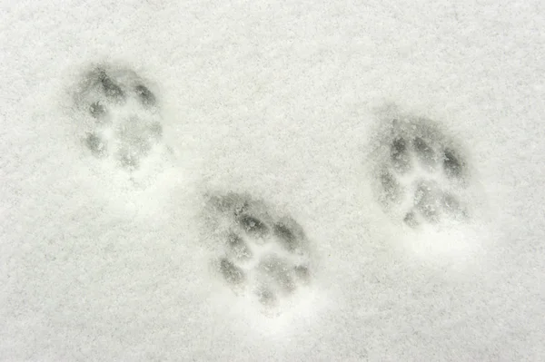 Huellas de animales en la nieve Fotos de stock
