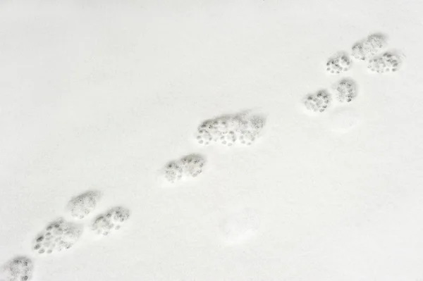Huellas de animales en la nieve Imágenes de stock libres de derechos