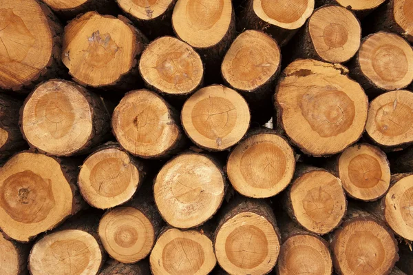 A pile of cut tree trunks giving a nice view of the yearrings — Stock Photo, Image