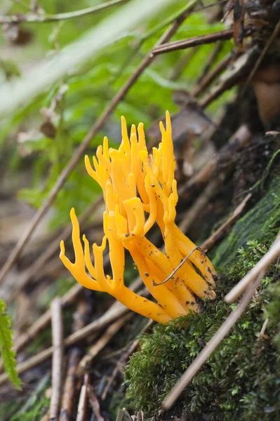 Cogumelo, fungo na floresta no outono — Fotografia de Stock