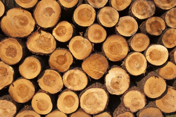 A pile of cut tree trunks giving a nice view of the yearrings — Stock Photo, Image