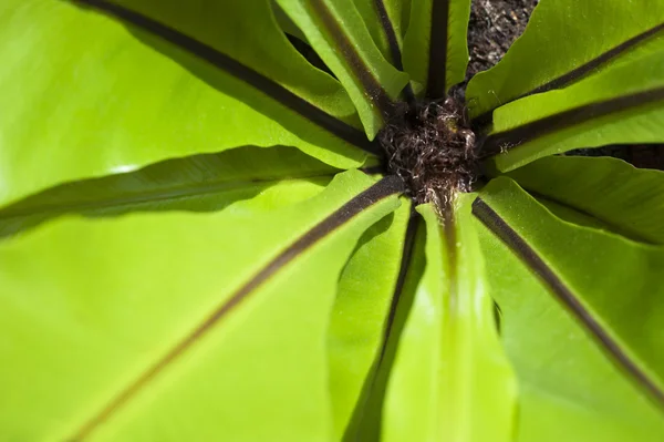 Fern heart in closeup — Stock Photo, Image