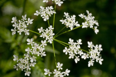 Beyaz civanperçemi (achillea millefolium, duizendblad)