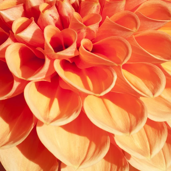 Bombilla naranja de fuego Dahlia en primer plano extremo — Foto de Stock