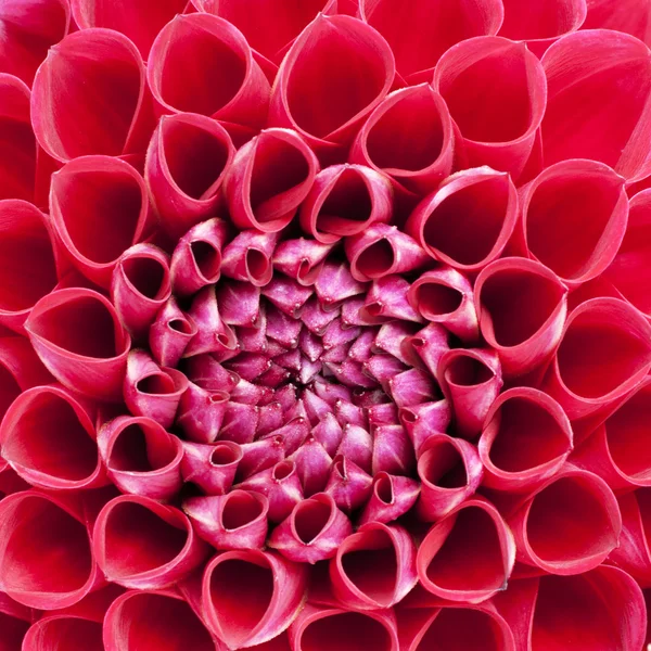 Firy kırmızı ampul dahlia aşırı closeup içinde — Stok fotoğraf