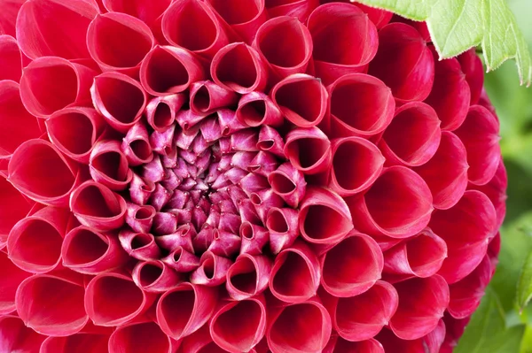 Firy rode lamp dahlia in close-up — Stockfoto