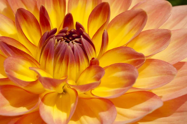 Amarillo fuego, bombilla naranja Dahlia en primer plano extremo —  Fotos de Stock