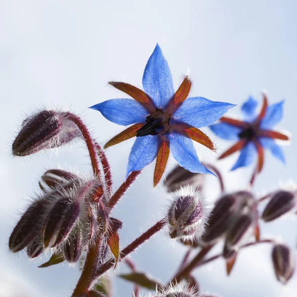 Savory Hortensis (Satfja hortensis, Harige Hortensis) ) — стоковое фото