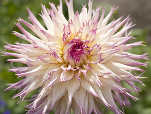 Witte cactus dahlia met roze randen in close-up — Stockfoto