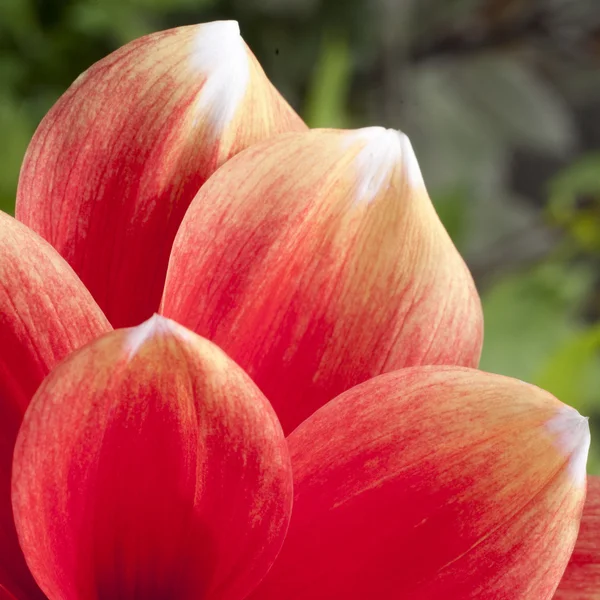 Red, orange waterlilly Dahlia, white tips, extreme closeup — Stock Photo, Image