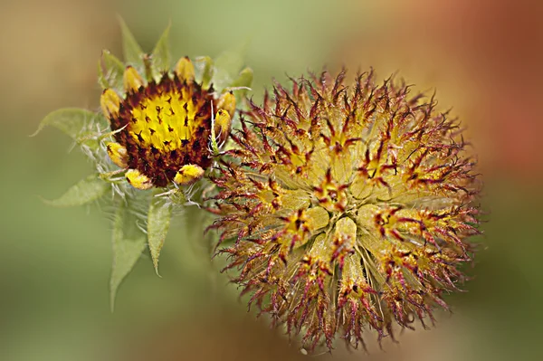 Yellow, brown flower bulb in extreme colours — Stock Photo, Image