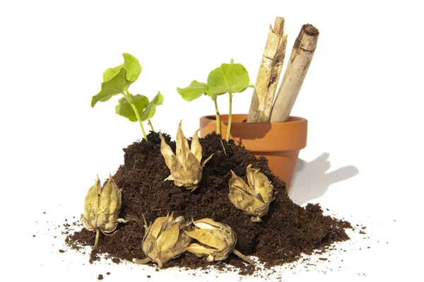 Young cuttings of seed and capsules with pot and bamboo — Stock Photo, Image