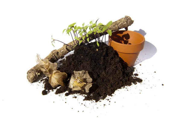 Young cuttings of seed with pots, branch and capsules — Stock Photo, Image