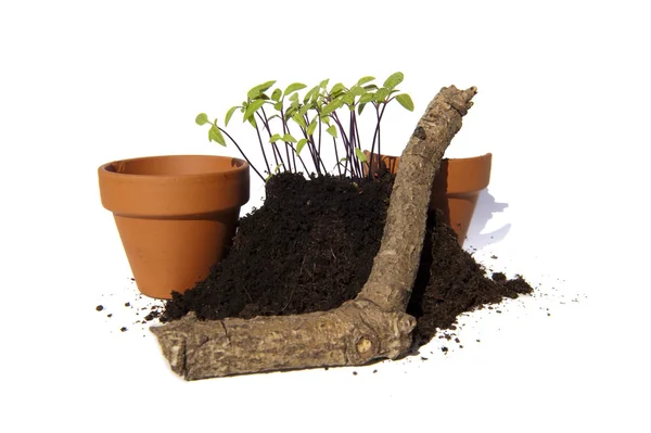 Young cuttings of seedwith pots and branch — Stock Photo, Image