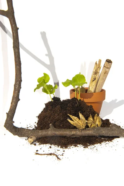 Young cuttings of seed and capsules with branch, pot and bamboo — Stock Photo, Image