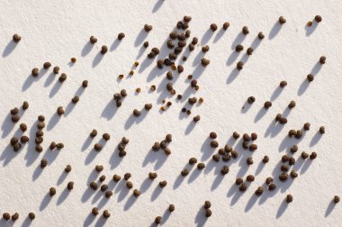 Beyaz kağıdın dağınık haşhaş tohumu
