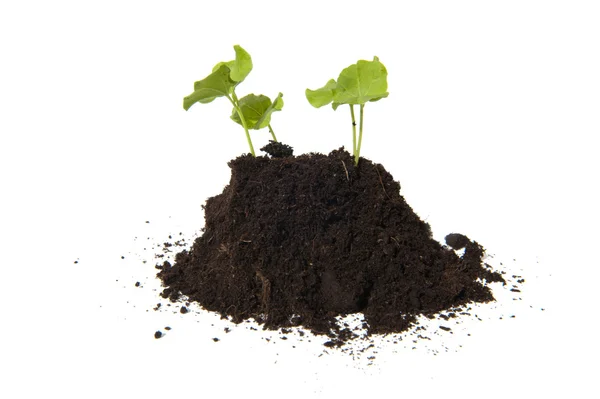 Young cuttings of seed of Hibiscus — Stock Photo, Image