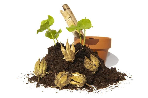 Young cuttings of seed and capsules with pot and bamboo — Stock Photo, Image