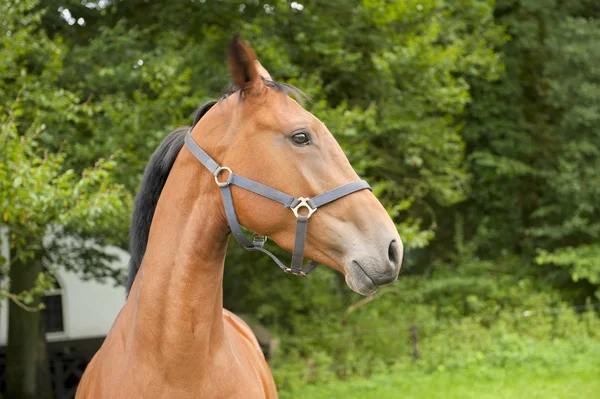 Cavalo com pouco e jubas — Fotografia de Stock