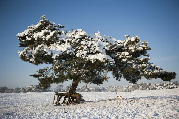 Pine tree in snowy landscape with dog