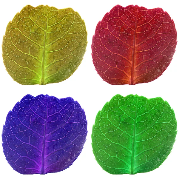 Cuatro hojas con venas en colores fluorescentes — Foto de Stock