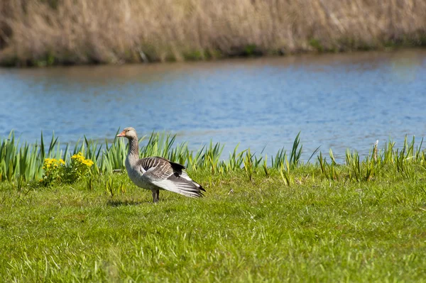 Goose foraging in grass at river bank — Stock Photo, Image