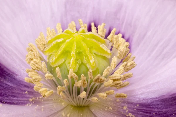 Kapsle z máku v květu postel extrémní closeup — Stock fotografie